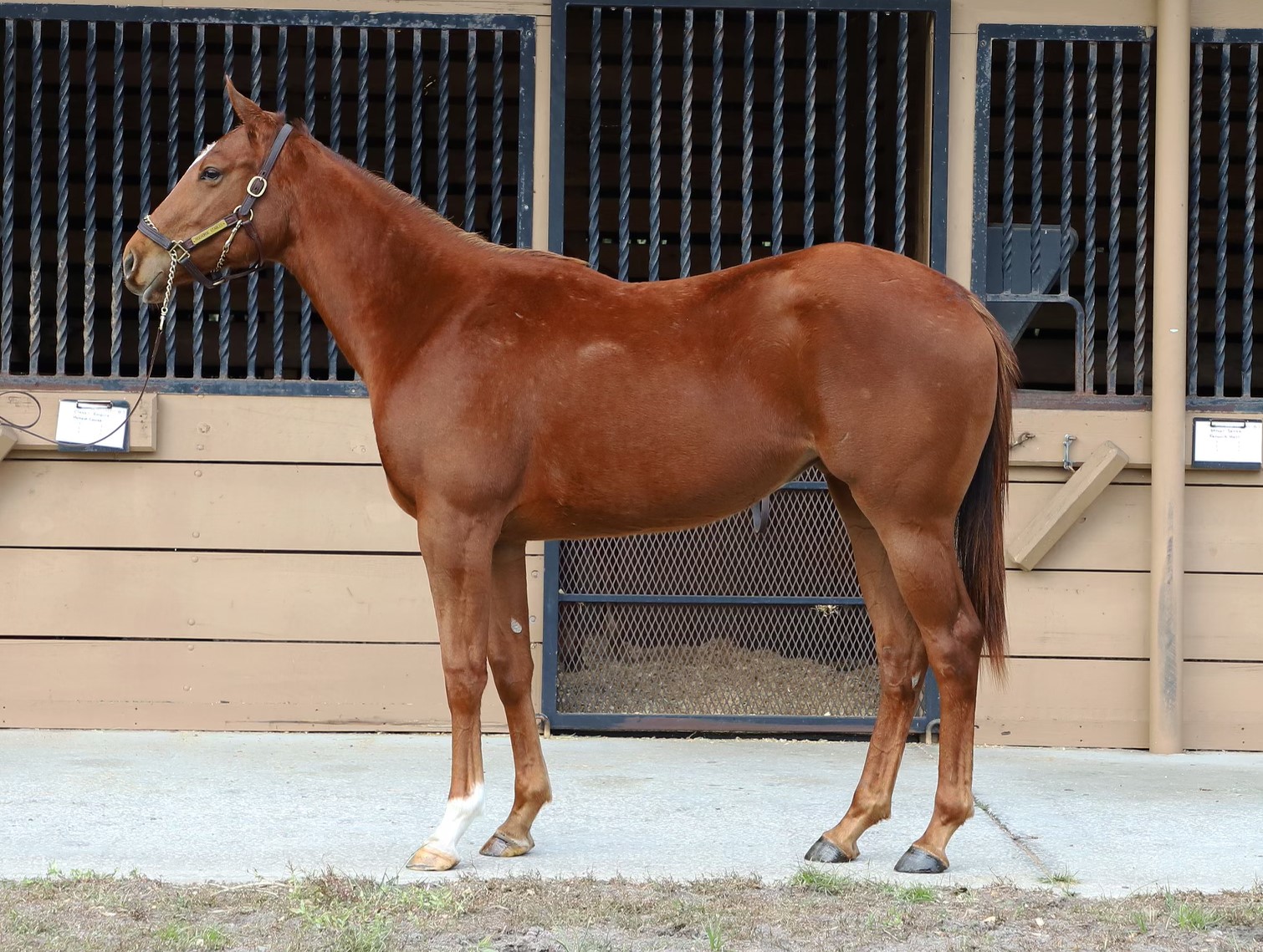 Win a Racehorse - StableDuel